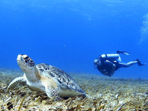 Cozumel  Mexico Dive Trip Booking