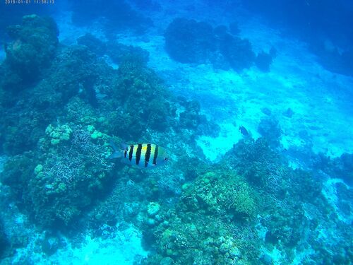 Cozumel private charter Tour Tickets