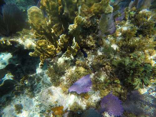 Cozumel Private Economy Marine Park Reef Snorkel and El Cielo Sandbar ...