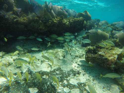 Cozumel  Mexico private snorkel and cielo Excursion Reservations