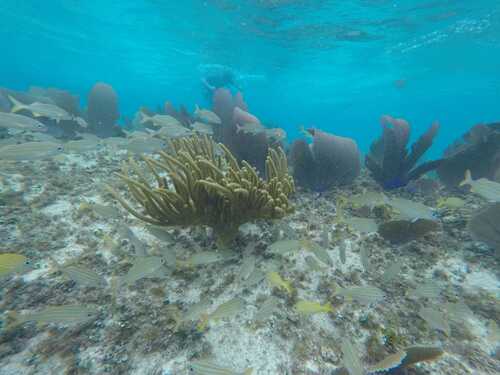 Cozumel private boat Shore Excursion Booking