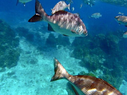 Cozumel private el cielo Shore Excursion Tickets