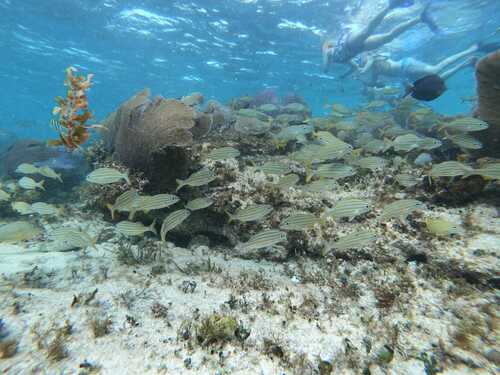 Cozumel  Mexico private charter Trip Tickets