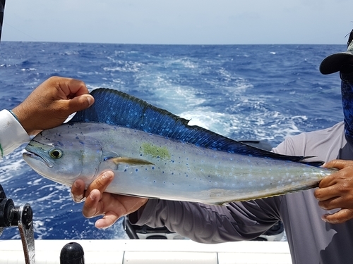Cozumel Private First Lady Sportfishing Charter - Cozumel Excursions