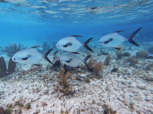 Cozumel  Mexico Lunch Snorkel Trip Reviews