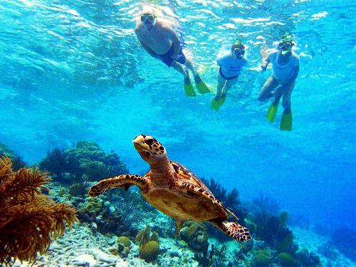 Curacao  Willemstad Coral Reef and Sunken Tugboat Cruise Excursion Prices
