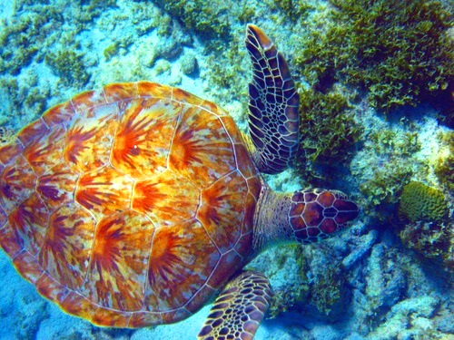 Curacao  Willemstad snorkel Trip Reviews