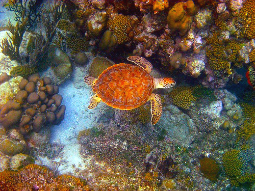 Curacao  Willemstad snorkel Shore Excursion Prices