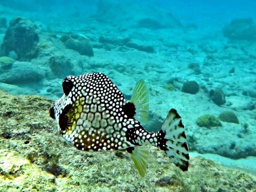 Curacao Willemstad guided kayak Trip Booking