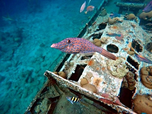 Curacao Willemstad guided kayak Trip Prices