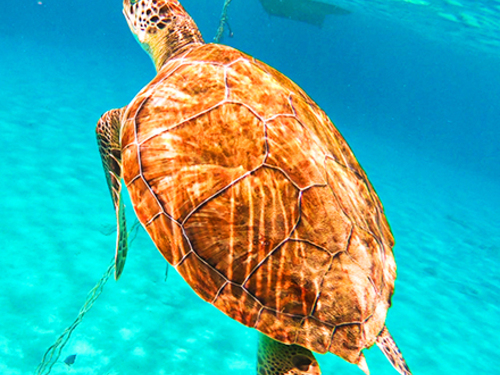 Curacao Turtle Bay Trip Reservations