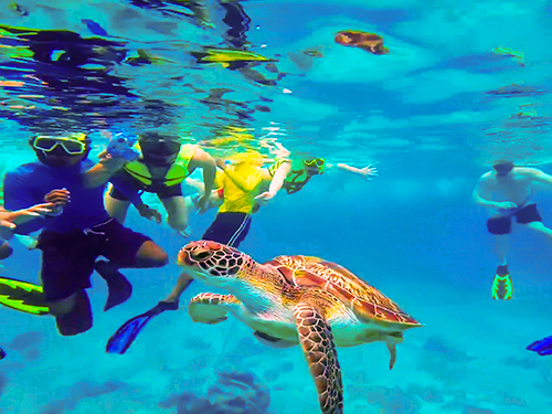 Curacao  Willemstad Turtle Bay Cruise Excursion Reservations