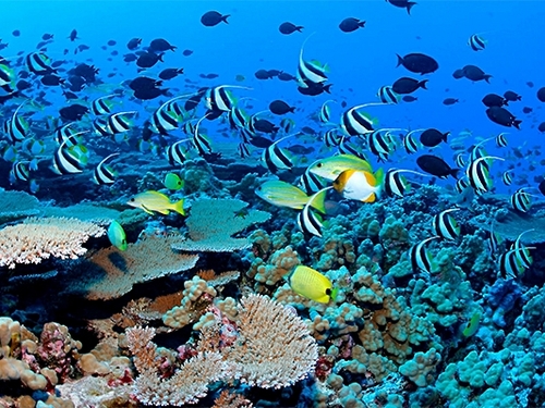 Cozumel beautiful coral formations Reservations