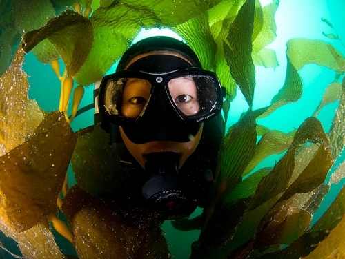 Ensenada  Mexico tropical fish Cost