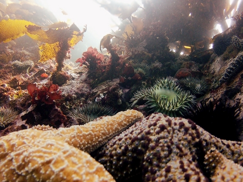 Ensenada colorful marine life Reservations
