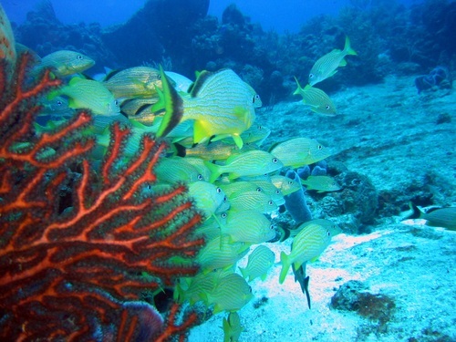 Grand Cayman Discover SCUBA Dive Cruise Excursion Cost