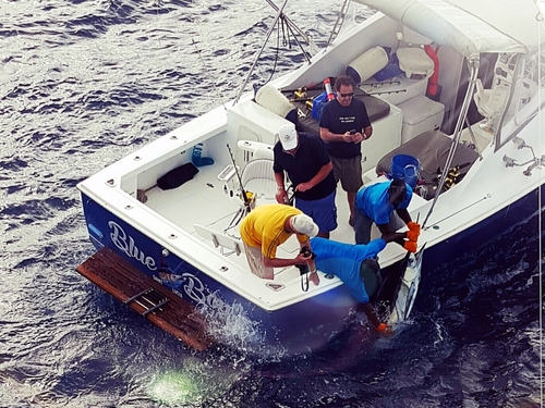 St. Lucia Blue Marlin Trip Booking