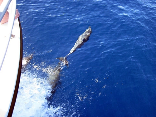St. Lucia Humpback whale Tour Prices