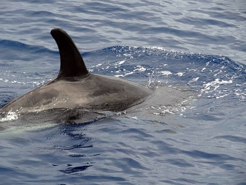 St. Lucia dolphin watching Excursion Booking