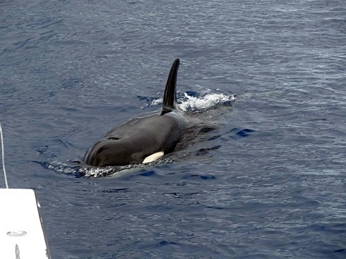 St. Lucia Pilot whale Shore Excursion Booking