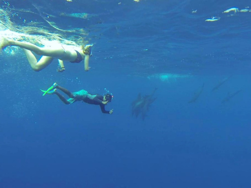 Mazatlan Mexico wild dolphins Cruise Excursion Booking