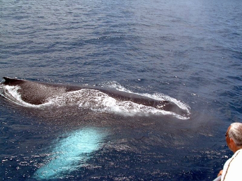St. Lucia Humpback whale Shore Excursion Booking