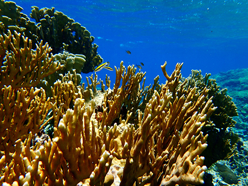 Roatan  Honduras Southern Reef Snorkel Excursion Booking