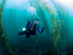 Ensenada SCUBA Diving Excursion from Shore at Arbolitos