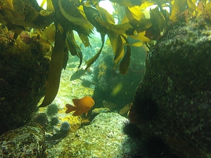 Ensenada Snorkel Excursion at Arbolitos Cove