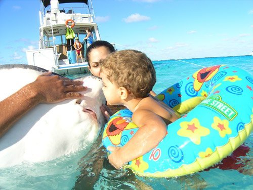 Grand Cayman  George Town Stingray City  Reservations