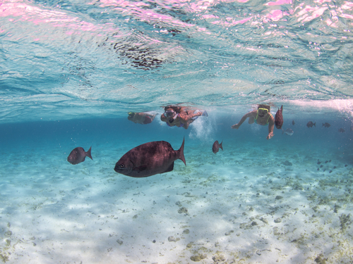 Grand Cayman snorkeling Shore Excursion Reviews