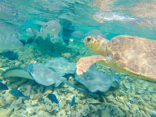 Belize Coral Gardens and Shark Ray Alley Snorkel Excursion - Belize ...