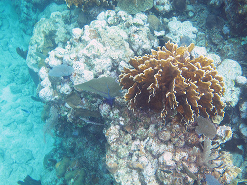 Roatan  Honduras hill top Trip Booking