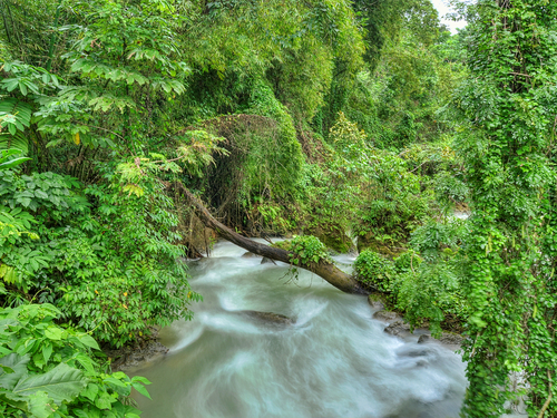 Falmouth Jamaica White water  Trip Reviews