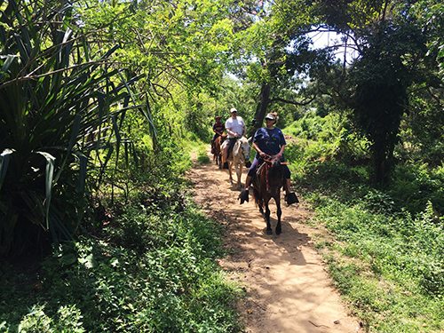 Roatan parrot tree Excursion Booking