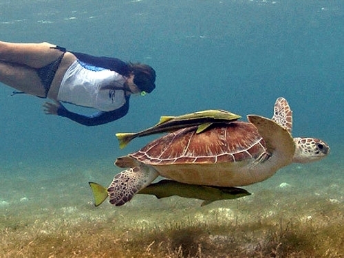 Belize  Belize City snorkeling Tour Cost