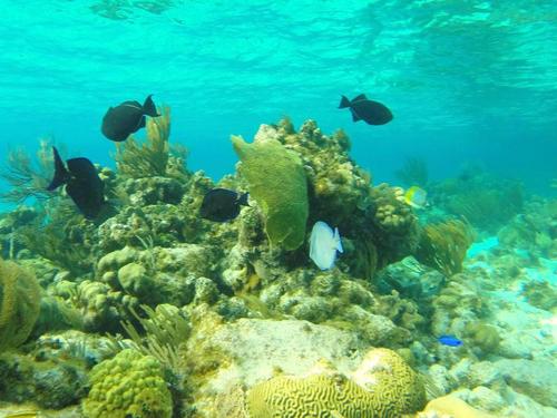 Grand Cayman George Town scuba Tour Reservations
