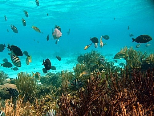 Grand Turk snorkel tour Shore Excursion Reservations