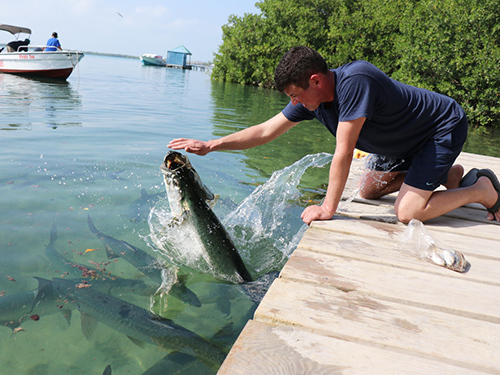 Belize Nurse Shark Snorkeling Excursion Booking