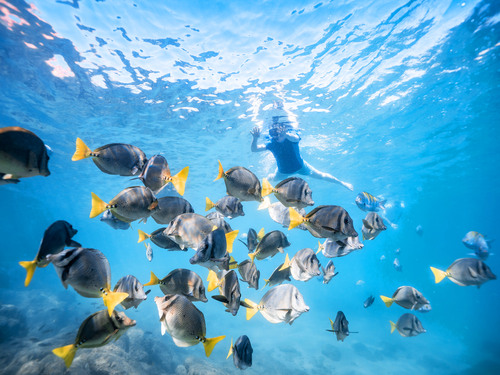 Cabo San Lucas Sea Lion Colony Tour