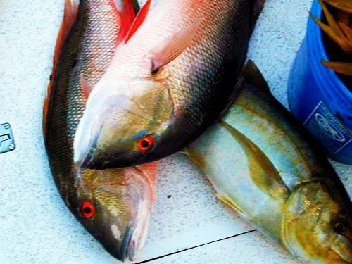 St. Lucia snapper fishing Tour Cost