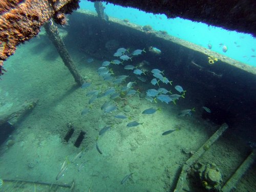 Barbados snorkel cruise Shore Excursion Cost