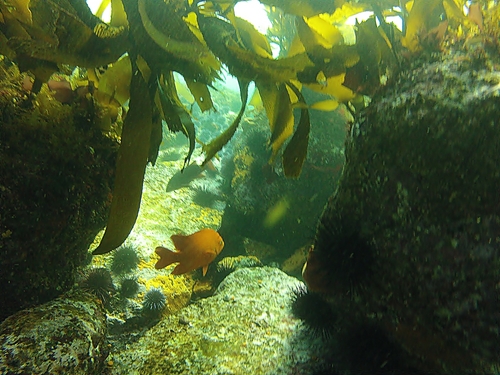 Ensenada tropical fish Reviews