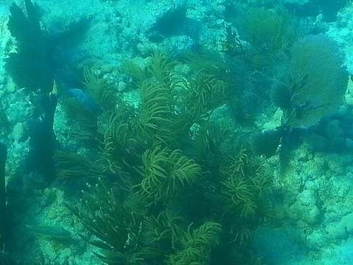 Fort Lauderdale glass bottom boat Excursion Cost