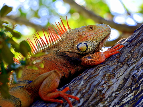 Fort Lauderdale key west on your own Tour Tickets