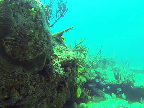 Freeport Bahamas Paddle Board Day Pass Tour Prices