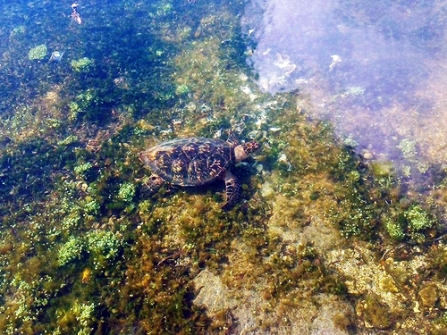 Freeport Blue Hole Snorkeling & Turtle Park Excursion - Freeport Excursions