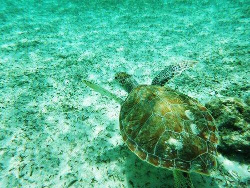 Freeport Bahamas Kayak Day Pass Cruise Excursion Tickets