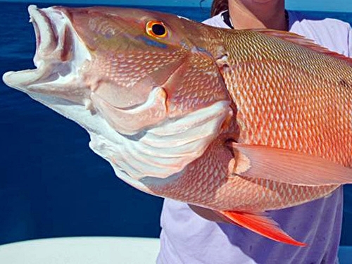 St. Lucia snapper fishing Shore Excursion Tickets
