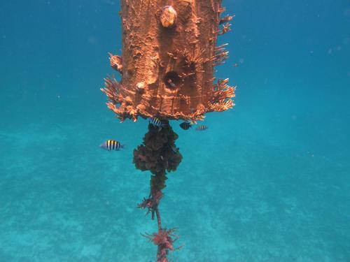 Virgin Islands manglar reef Excursion Prices